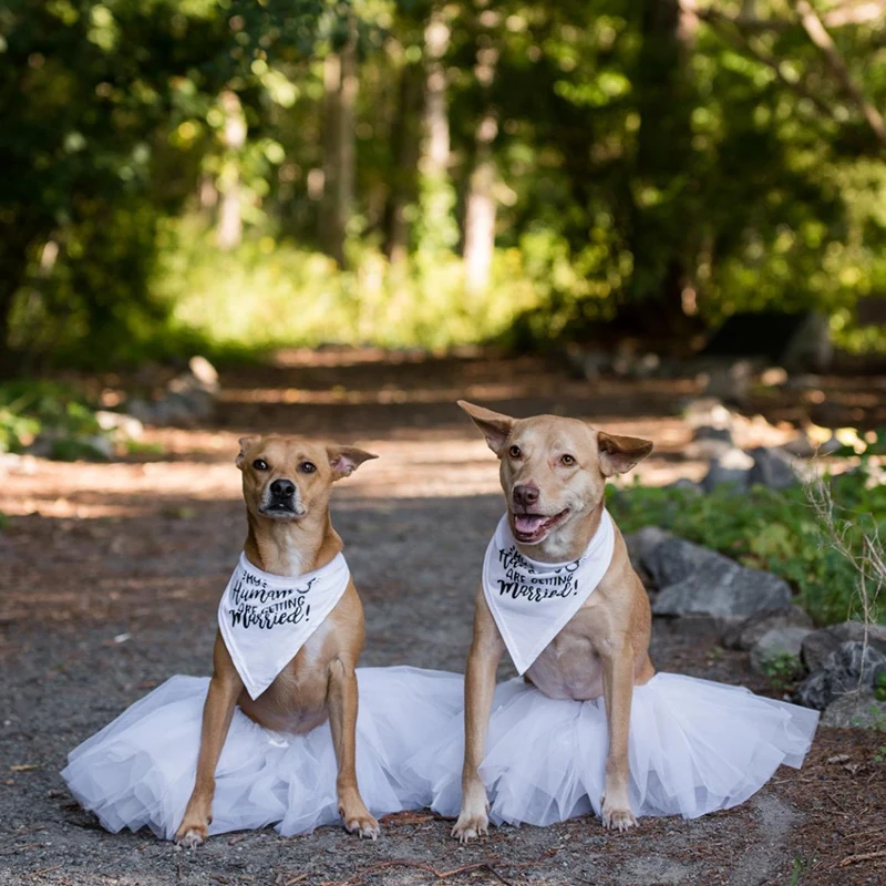 My Humans are Getting Married  - огляд і ціна Dog Bandana Scarf